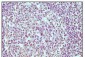 CD19 Antibody